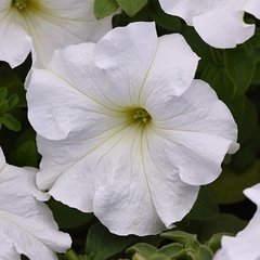 Насіння квітів петунії грандіфлори Суперкаскад F1, 1000 шт (драже), білий