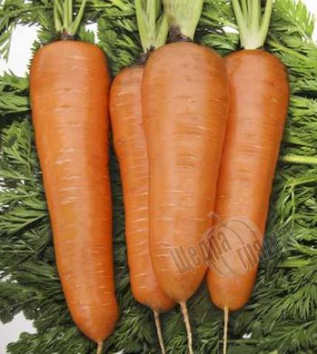 Насіння моркви Курода Шантане, 10 г