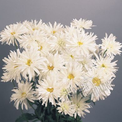 Насіння квітів ромашки махрової Крейзі Дейзі, 300 шт., білий
