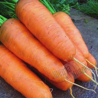 Насіння моркви Курода Шантане