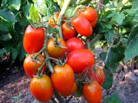Насіння томату (помідора) Засолочне Чудо