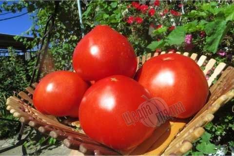 Насіння томату (помідора) Чімган F1