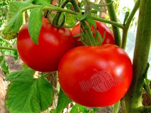 Семена томата (помидора) Волгоградский 323 (Империя Семян), 5 г