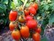 Семена томата (помидора) Засолочное Чудо