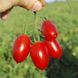 Насіння томату (помідора) Санміно F1, 10 шт