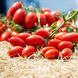Насіння томату (помідора) Санміно F1