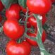 Насіння томату (помідора) Чімган F1