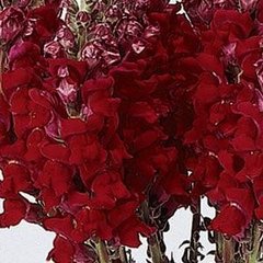 Насіння квітів антиринуму Потомак F1, 100 шт, червоний