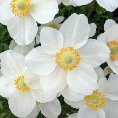 Семена цветов анемоны белой