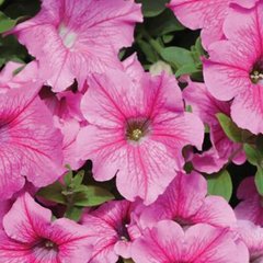Насіння квітів петунії ампельної Даймонд F1, 10 шт (драже), рожевий з прожилками