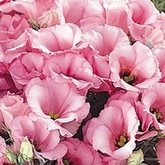 Насіння квітів еустоми Флорида F1, 100 шт, рожевий