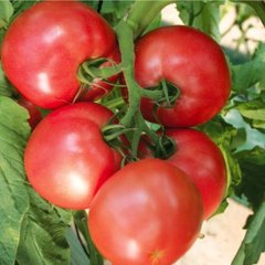 Семена томата (помидора) Зодиак F1