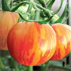 Насіння томату (помідора) Зебра помаранчевий