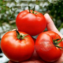 Насіння томату (помідора) Зодіак F1