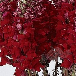 Насіння квітів антиринуму Потомак F1, 100 шт, червоний