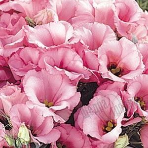 Семена цветов эустомы Флорида F1, 100 шт, розовый