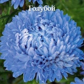 Насіння квітів айстри Аполлонія, 5 г., блакитний