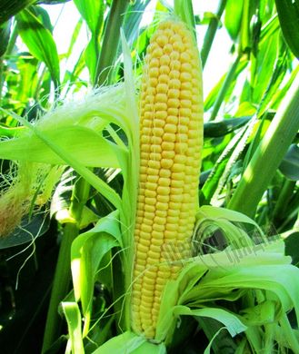 Семена кукурузы LS 779 F1