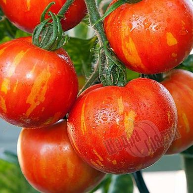Семена томата (помидора) Зебра оранжевый