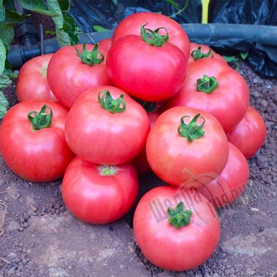 Насіння томату (помідора) Волгоградський рожевий, 5 г