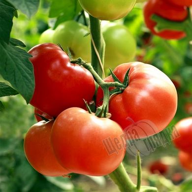 Насіння томату (помідора) Зодіак F1