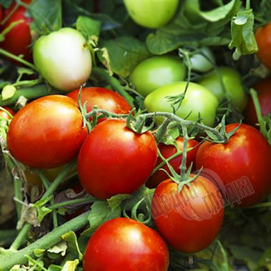 Семена томата (помидора) Намиб F1