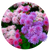 Насіння квітів агератуму