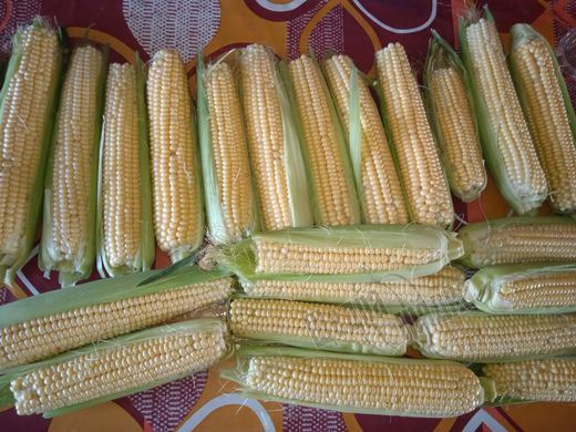 Семена кукурузы LS 779 F1