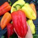 Семена перца сладкого Айвенго, 500 шт
