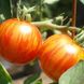 Насіння томату (помідора) Зебра помаранчевий