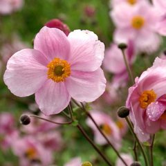 Насіння квітів анемони Пінк Саусер