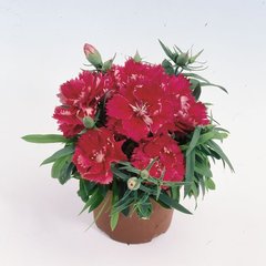Насіння квітів гвоздики Грейс F1, 100 шт, темно-рожевий