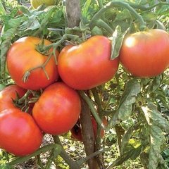 Семена томата (помидора) Загадка (Империя Семян), 5 г