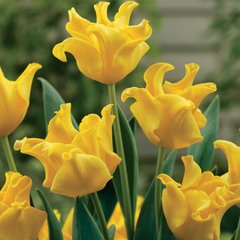 Луковицы тюльпана Еллоу Кроун (Yellow Crown), 2 шт.