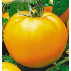 Насіння томату (помідора) Ілля Муромець