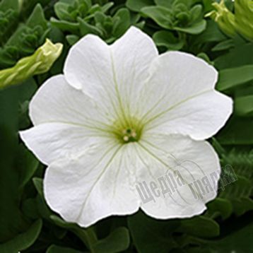 Семена цветов петунии грандифлоры Виртуоз F1, 500 шт. (драже), белый