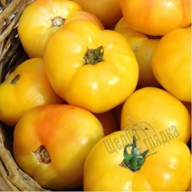 Насіння томату (помідора) Ілля Муромець