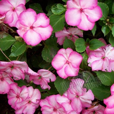 Семена цветов бальзамина Баланс F1, 100 шт, розовый пикоте