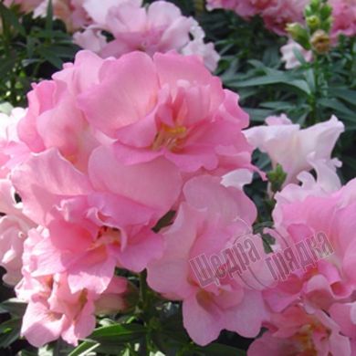 Семена цветов антирринума Твинни F1, 100 шт, розовый