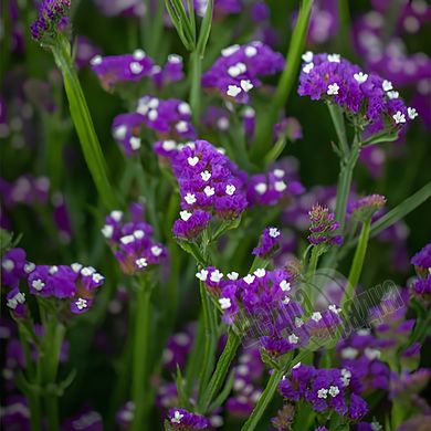 Семена цветов статицы Пурпурный монарх, 5 г, пурпурный