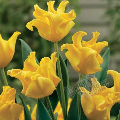 Цибулини тюльпана Єлоу Кроун (Yellow Crown), 2 шт.