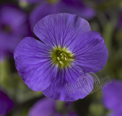 Насіння квітів обрієти гібридної Одрі F1, 100 шт, блакитний