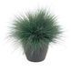 Семена серебряной травы седой Spiky, 50 шт