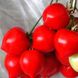 Семена томата (помидора) Гибрид Тарасенко 7