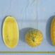 Семена арбуза Жако F1 (PL 6003 F1), 10 шт