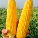 Семена кукурузы GSS 5649 F1 SG, 500 г
