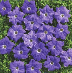 Насіння квітів петунії грандіфлори Надєє F1, 500 шт. (драже), блакитний