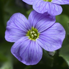 Насіння квітів обрієти гібридної Одрі F1, 100 шт, небесно-синій