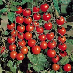 Семена томата (помидора) Гармони F1