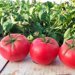 Насіння томату (помідора) Хепінет F1